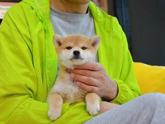 -萌宠之家·腊肠犬·马尔泰·小体犬舍
