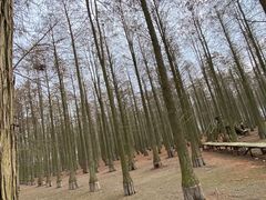 -渌洋湖湿地公园