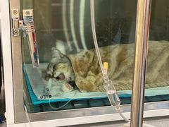 -萌兽医馆·犬猫专科·眼科中心·宠物医院(朝阳门分院)
