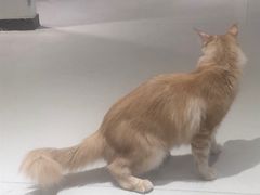 -藏猫猫咖啡主题馆(中央大道店)