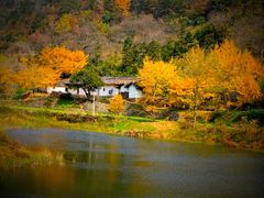 -千年银杏谷文化旅游区