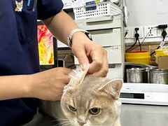 -爱侣宠医·鹦鹉专科·小型哺乳类·异宠专科(灵石路店)