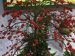 -双季花艺园艺市场(浦东店)