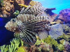 -上海海洋水族馆