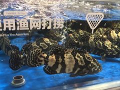 -盒马X会员店(王府井奥莱UP TOWN店)