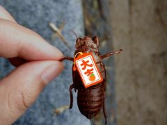 -井空里大峡谷