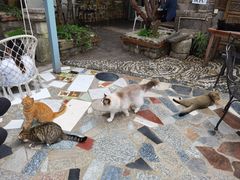 -喵屿·大理花园猫咖