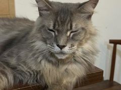 -楼上猫咖(罗湖店)