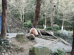 -都江堰中华大熊猫苑