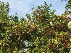 -大兴滨河森林公园