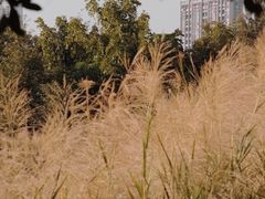 -福田红树林生态公园