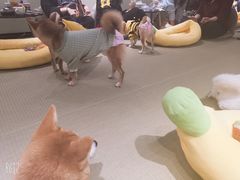 -逗柴咖啡屋·狗咖猫咖宠物桌游