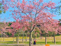 -风云岭森林公园