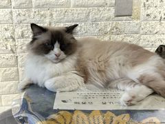 -平行世界·猫咖(首经贸店)