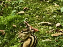 -五营红松林海景区