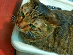 -么凤(波斯富街店)