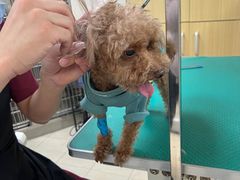 -美联众合爱康动物医院•复杂内科•肿瘤科•牙科•腔镜诊疗中心