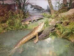 -国家自然博物馆