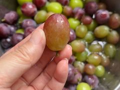 -马陆小张葡萄园农家乐