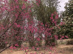 -天适樱花悠乐园