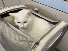 -中农国际动物医院24小时·猫科·骨科·急重症中心