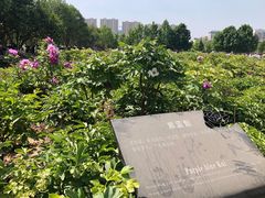 -曹州牡丹园