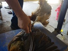 -马陆小张葡萄园农家乐