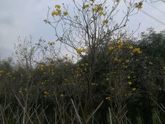 -天适樱花悠乐园