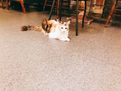 -猫色咖啡·猫咖