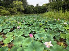 -翠湖国家城市湿地公园