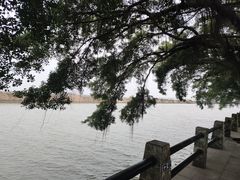 -大湾区中央湿地公园