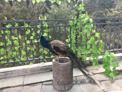 -苍山感通索道