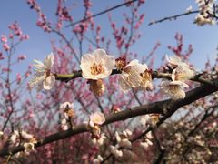 -白塘生态植物园