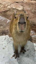 -Zoolung Zoolung动物主题公园(海信广场店)