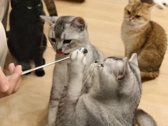 -有喵·猫咖·狗咖·30几只猫10只小狗(岗厦店)