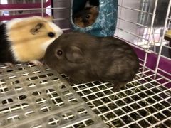 -钓仓鼠(洋桥北里小区店)