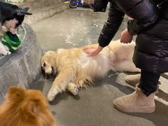 -百好乐宠物友好餐厅(朝外大街店)