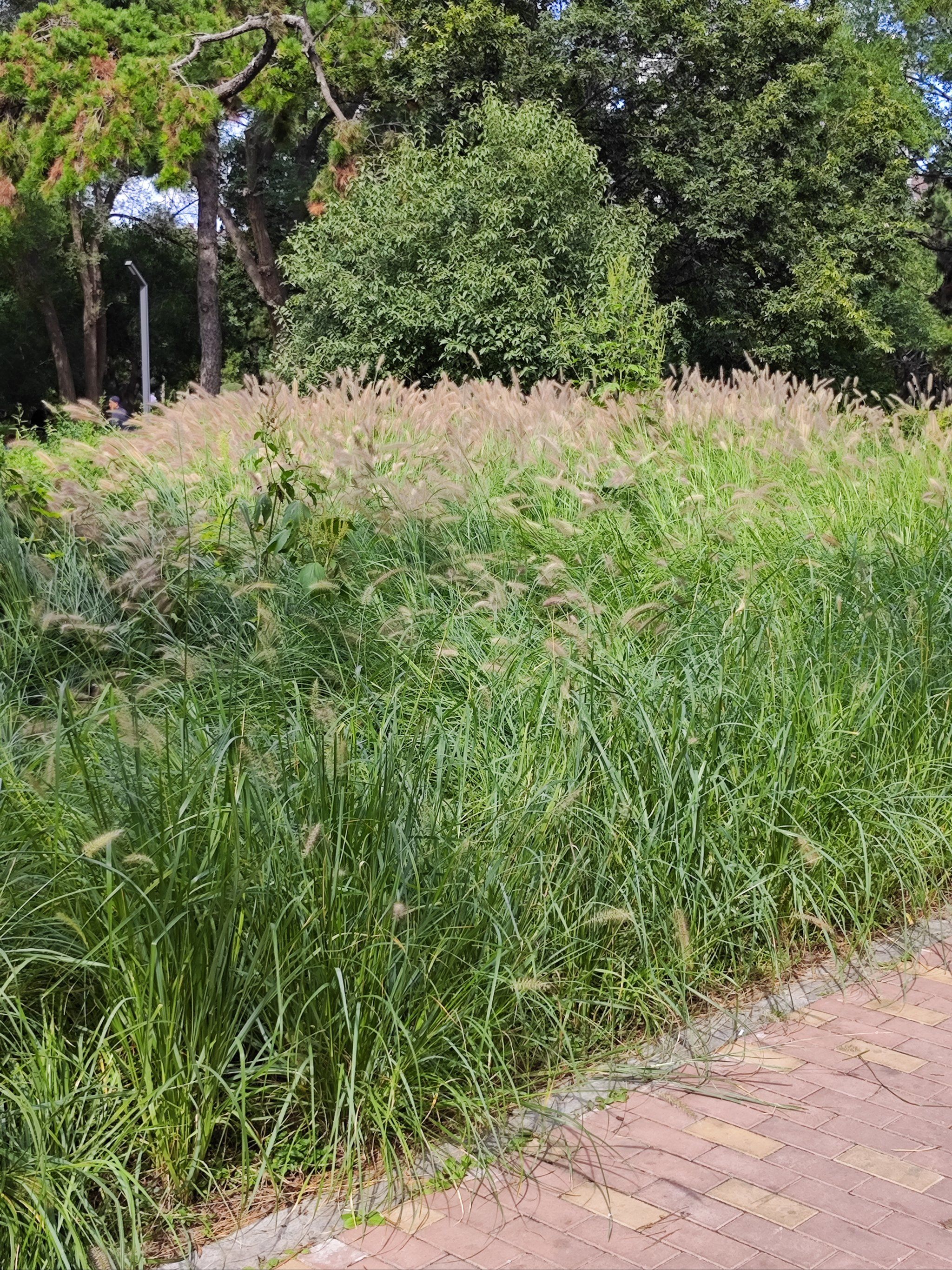 沈阳铁西劳动公园新修完的