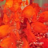 朱光玉火锅馆（北京首店）