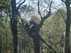 -都江堰中华大熊猫苑