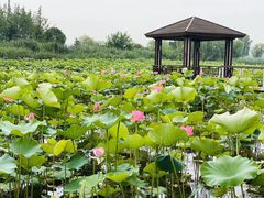 -苏州金鸡湖大酒店