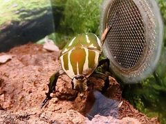 -上海大自然野生昆虫馆