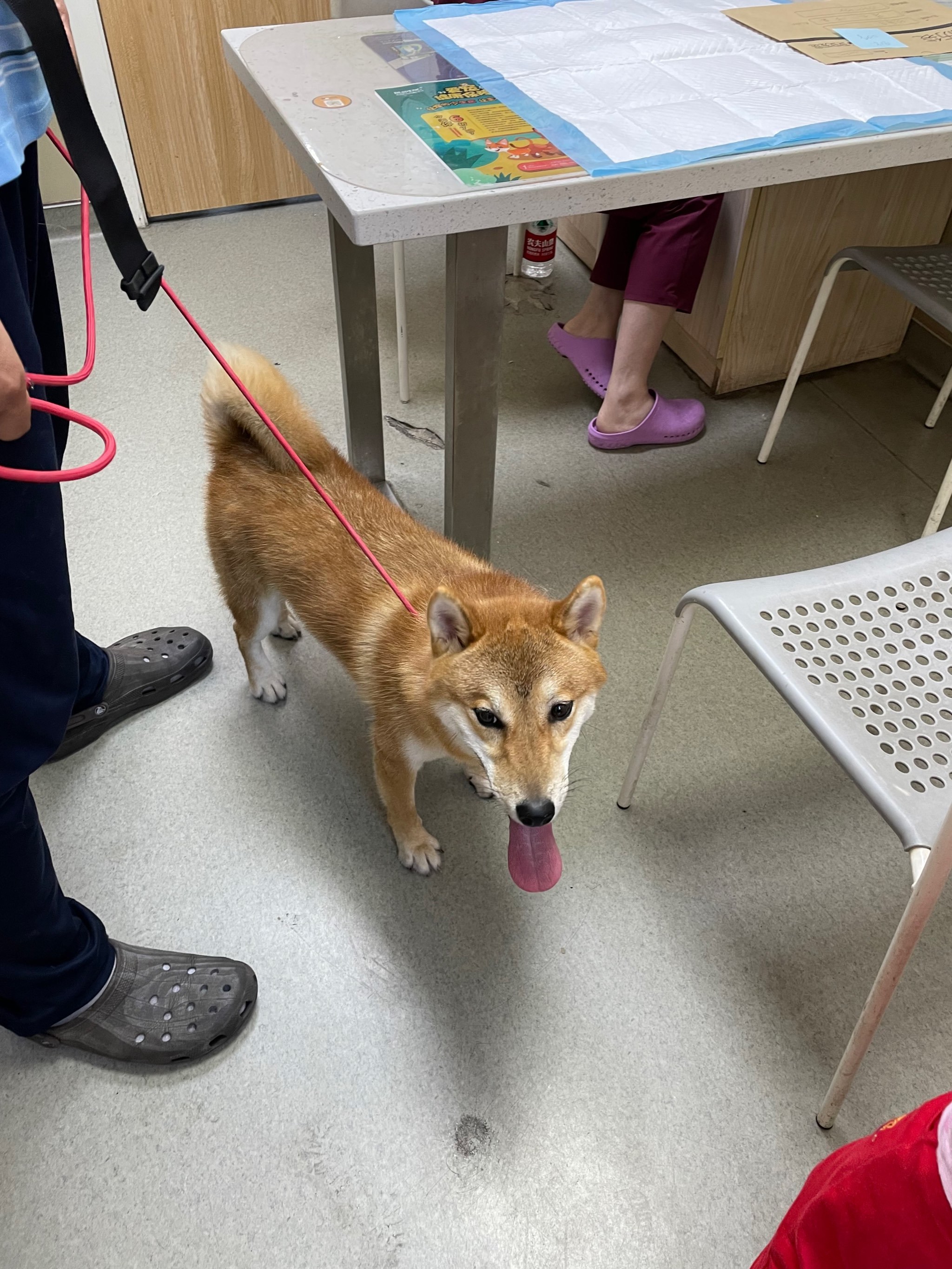 安安宠医·宠保定点·猫专科·危急重症内科