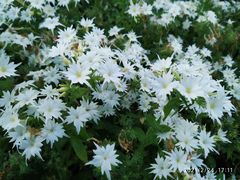 -文华公园(禅城区)