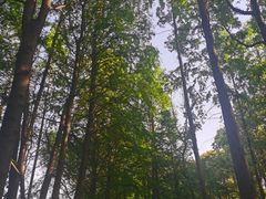 -上海滨江森林公园
