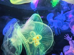 -太平洋海底世界