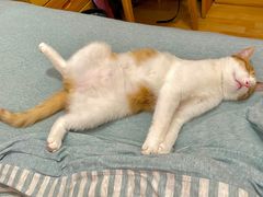 -北京赛佳动物医院