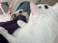 -佳雯宠物医院·皮肤科·内外科(春晓路分院)