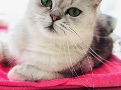 -瑞鹏宠物医院·骨科·猫科·内科(第一中心)