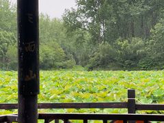 -合肥滨湖国家森林公园